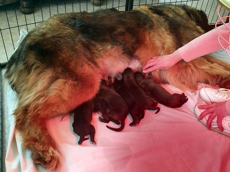 Chiot Leonberger De la ville esbraies