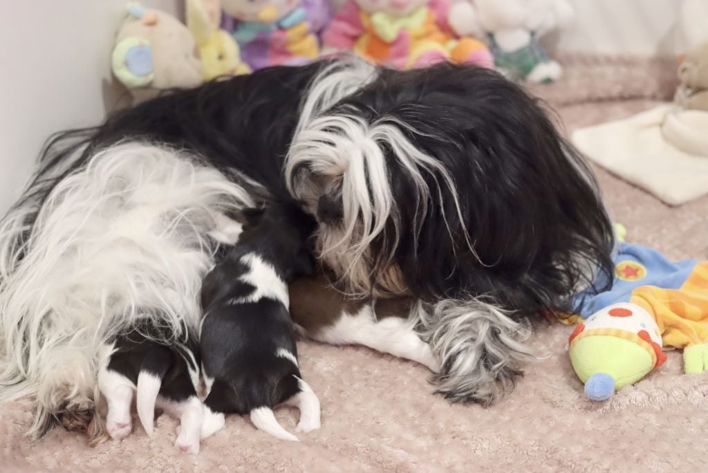 de la ferme des Mottes - Shih Tzu - Portée née le 19/02/2025