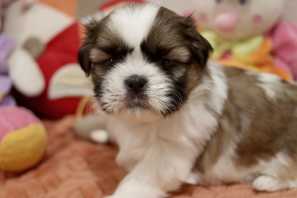 de la ferme des Mottes - Chiots disponibles - Shih Tzu