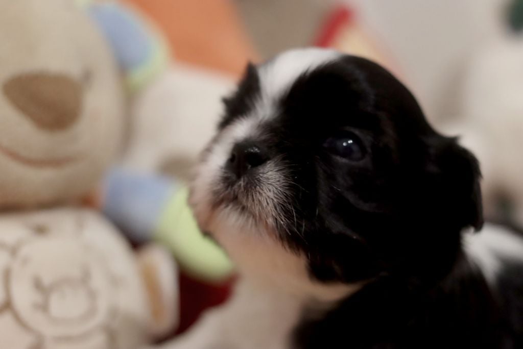 de la ferme des Mottes - Chiots disponibles - Shih Tzu