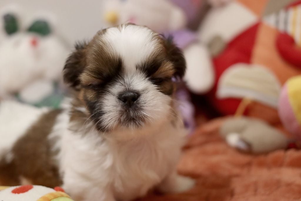 de la ferme des Mottes - Chiots disponibles - Shih Tzu