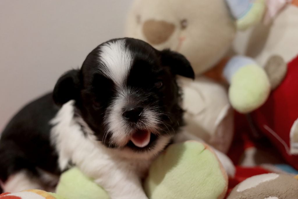 de la ferme des Mottes - Chiots disponibles - Shih Tzu