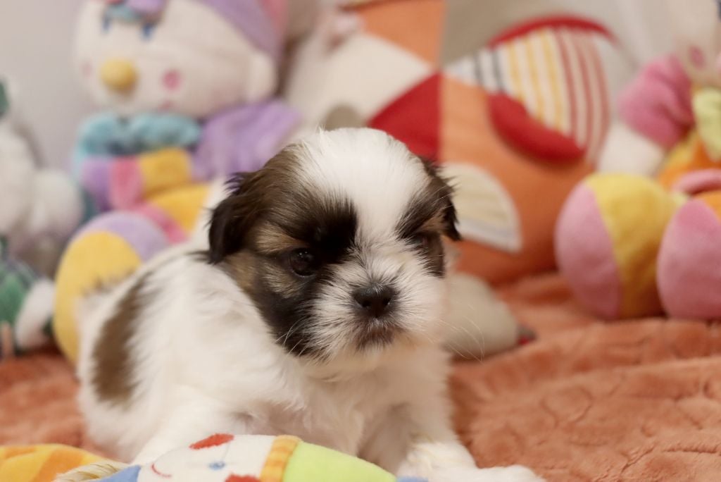 de la ferme des Mottes - Chiots disponibles - Shih Tzu