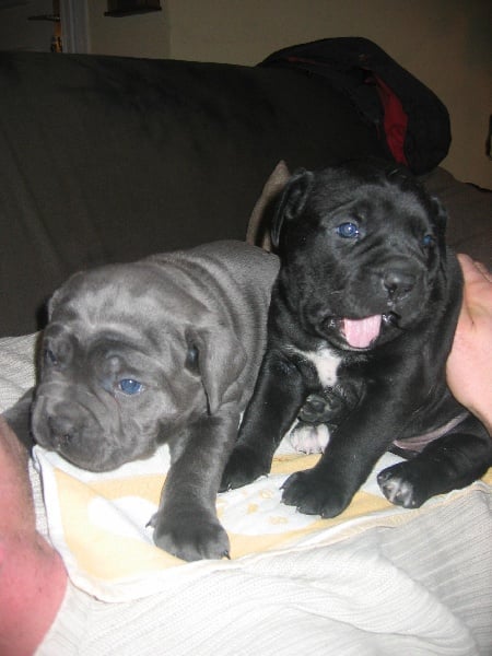 Chiot Cane Corso Des terres de médulli