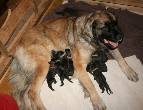 de Loudenka - Leonberger - Portée née le 29/11/2013