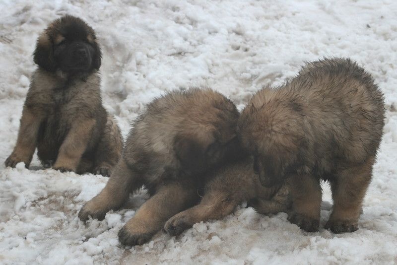 de Loudenka - Leonberger - Portée née le 18/12/2014