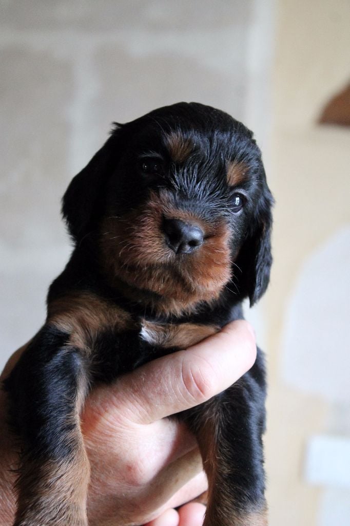 du Bois des Veneres - Chiots disponibles - Setter Gordon