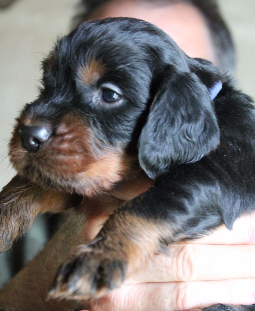 du Bois des Veneres - Chiots disponibles - Setter Gordon