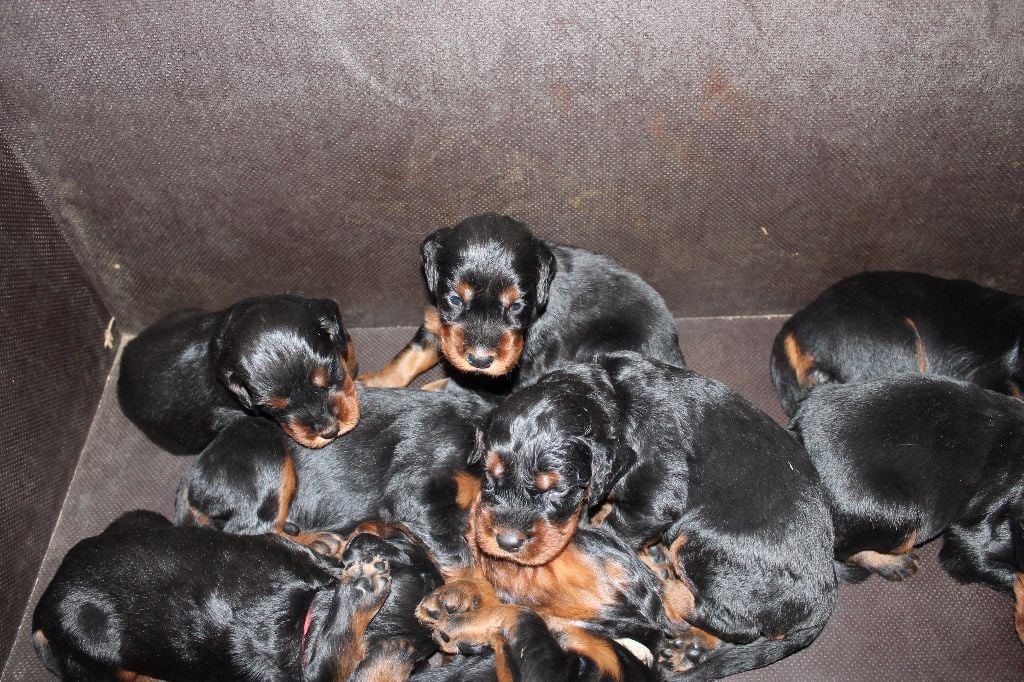 Chiot Setter Gordon du Bois des Veneres