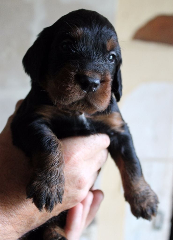 du Bois des Veneres - Chiots disponibles - Setter Gordon