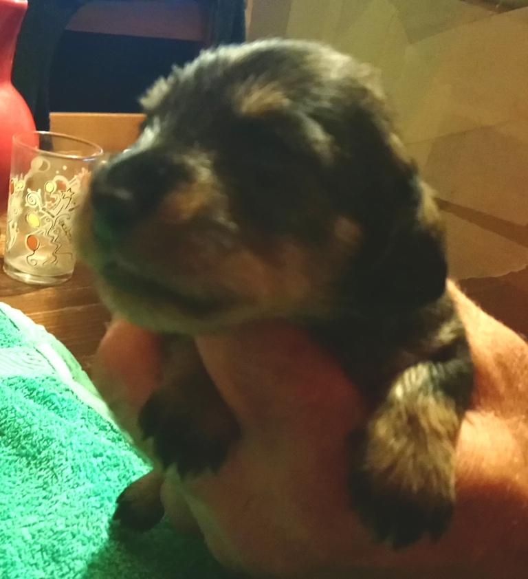 du Clos Espoir de Reve - Chiots disponibles - Teckel poil dur