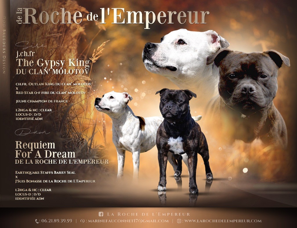 Chiot Staffordshire Bull Terrier de la Roche de l'Empereur