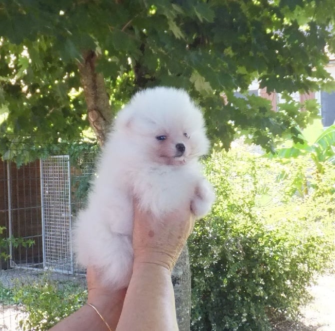 DES CHIOTS BLANCS SONT NES