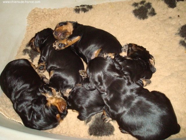 Chiot Cocker Spaniel Anglais de la Loire aux Roses Mayas