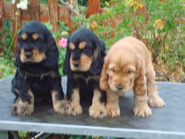 Chiot Cocker Spaniel Anglais de la Loire aux Roses Mayas