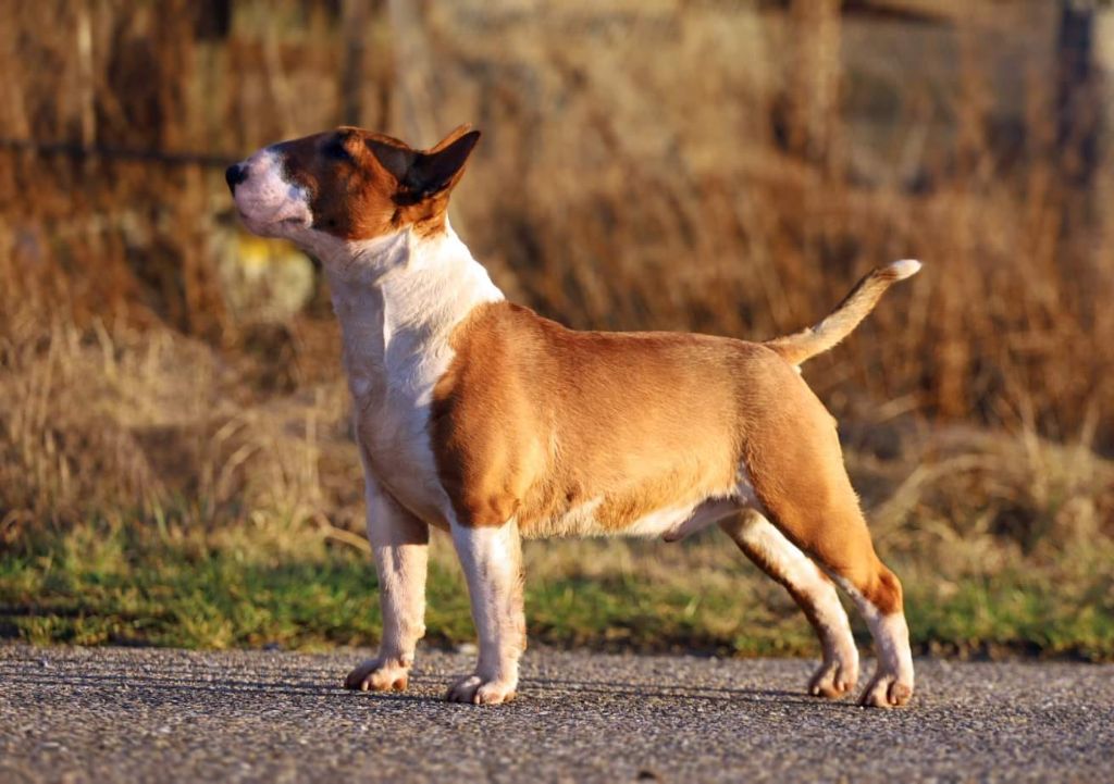 Chiot Bull Terrier Miniature du Whoochymerry Camp