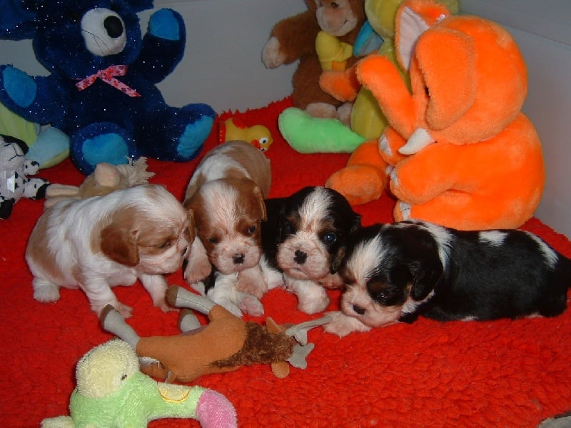 Chiot Cavalier King Charles Spaniel d'Yvonniere