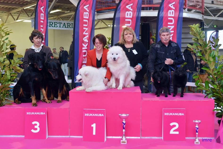 des pieds rouges de Malvoisine - CACS CACIB MEILLEUR DE RACE POUR IRTO MEILLEUR VETERAN POUR DOKKER 