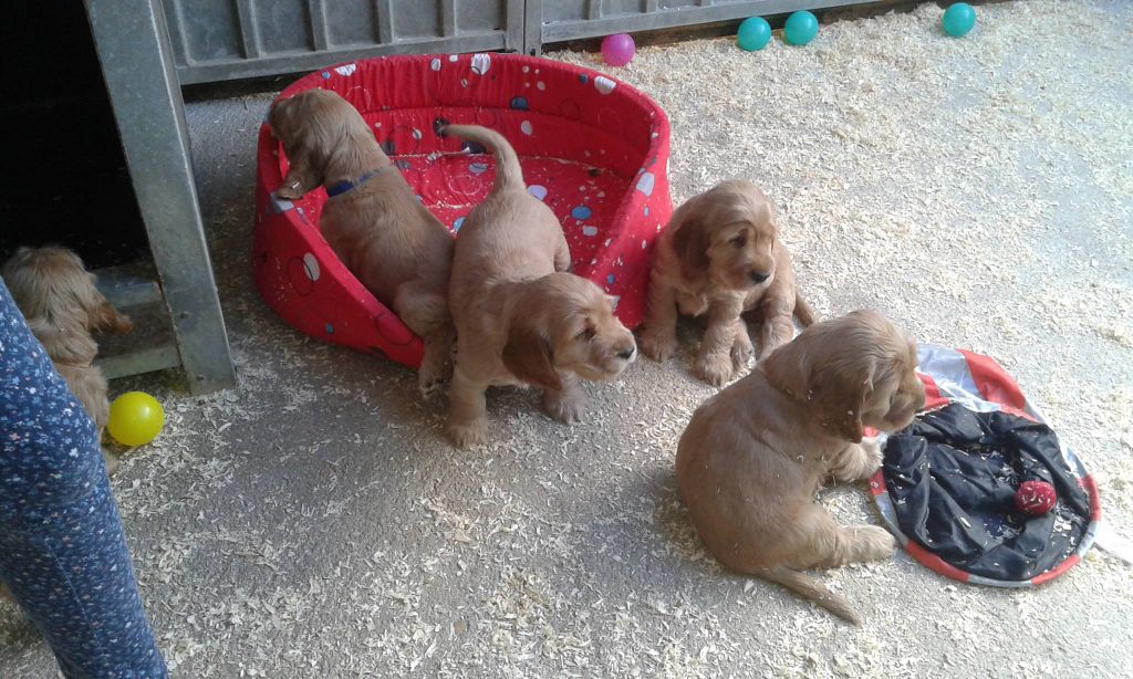 du Temple de Boucoba - Cocker Spaniel Anglais - Portée née le 17/08/2018