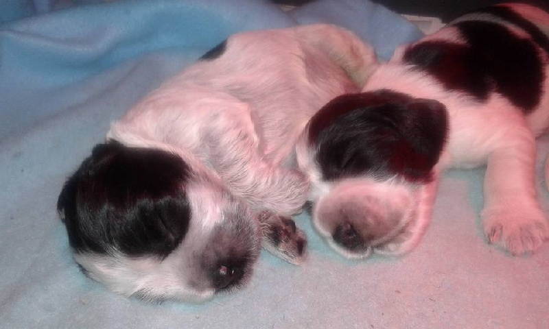 du Temple de Boucoba - Cocker Spaniel Anglais - Portée née le 07/01/2016