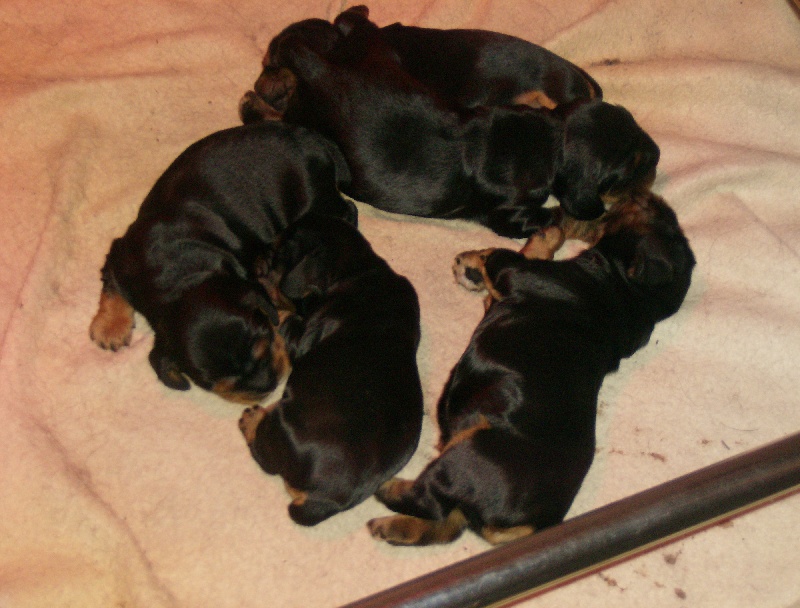 du Temple de Boucoba - Cocker Spaniel Anglais - Portée née le 13/02/2012