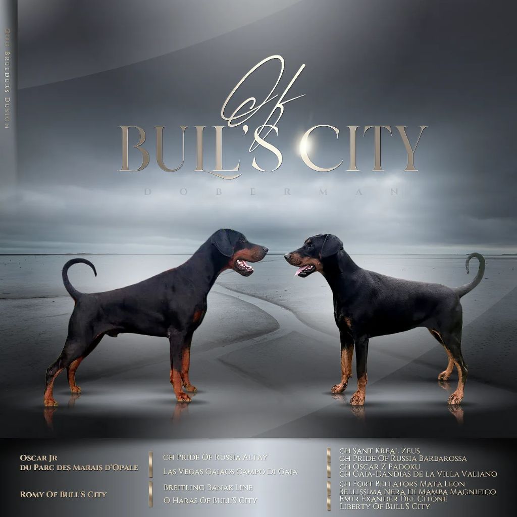 Chiot Dobermann of Bull's city