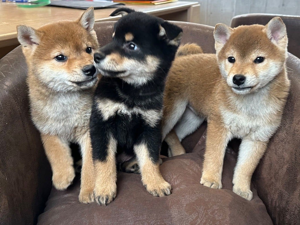 Chiot Shiba de l'Empereur Sirius