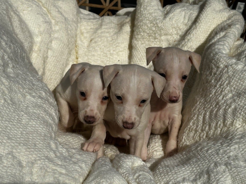 Chiot Whippet de l'Empereur Sirius