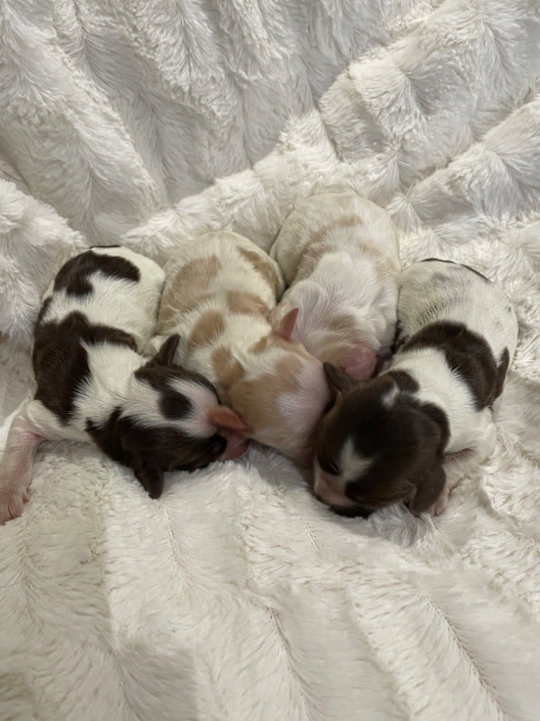 Chiot Cocker Spaniel Anglais de l'Empereur Sirius