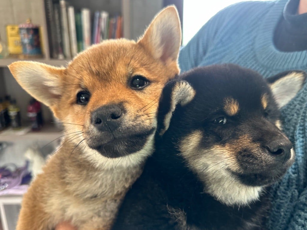 Chiot Shiba de l'Empereur Sirius