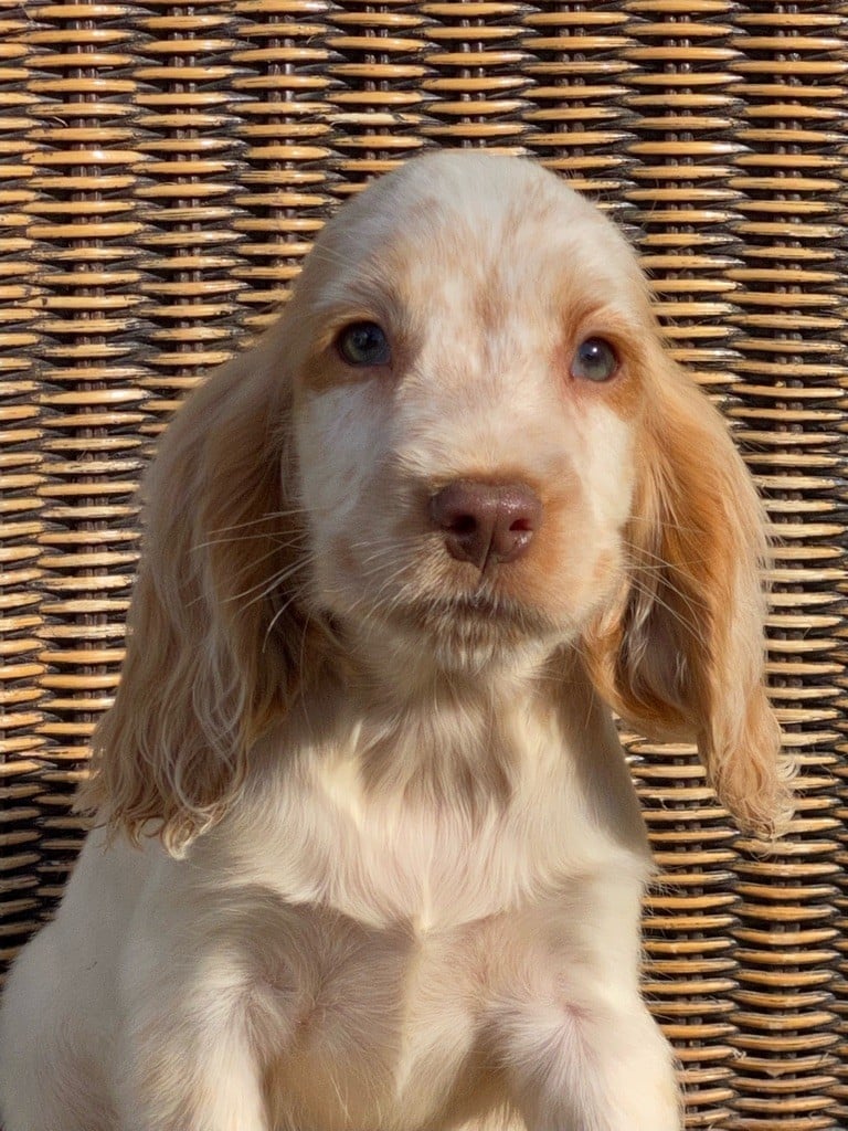 de l'Empereur Sirius - Cocker Spaniel Anglais - Portée née le 25/08/2022