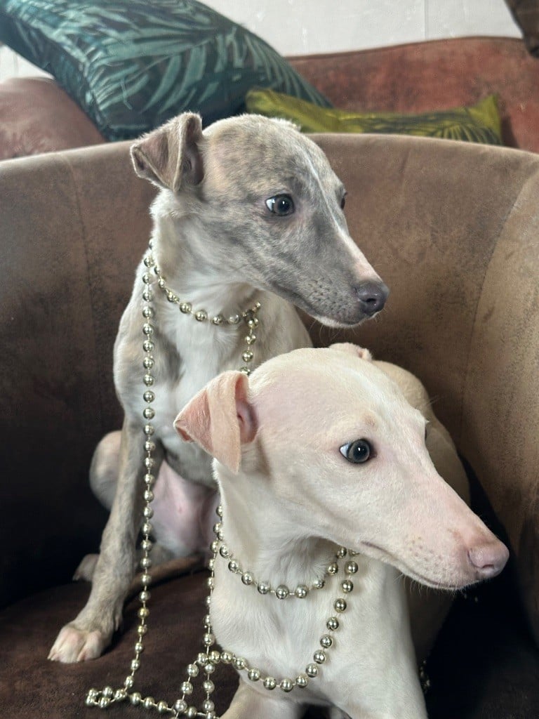 Chiot Whippet de l'Empereur Sirius