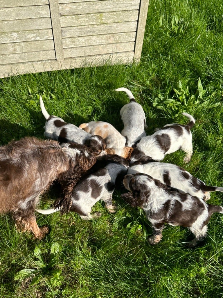 Chiot Cocker Spaniel Anglais de l'Empereur Sirius