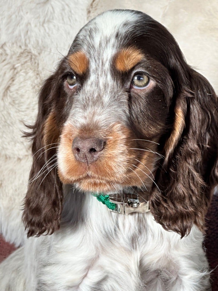 de l'Empereur Sirius - Cocker Spaniel Anglais - Portée née le 05/11/2022