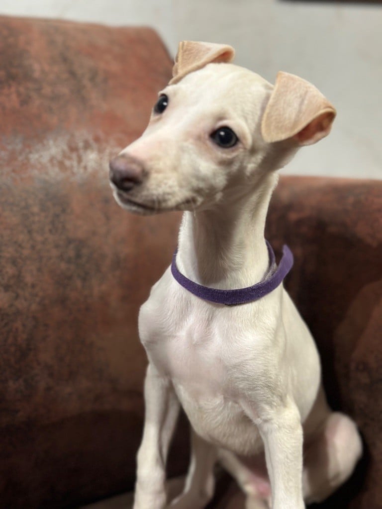 de l'Empereur Sirius - Chiots disponibles - Whippet