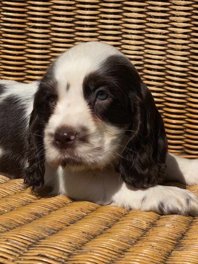 de l'Empereur Sirius - Cocker Spaniel Anglais - Portée née le 14/07/2020