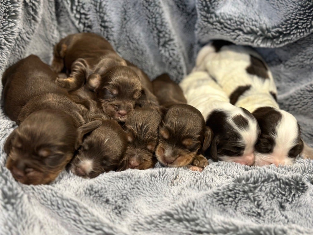 Chiot Cocker Spaniel Anglais de l'Empereur Sirius