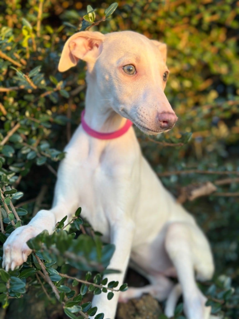 de l'Empereur Sirius - Chiots disponibles - Whippet