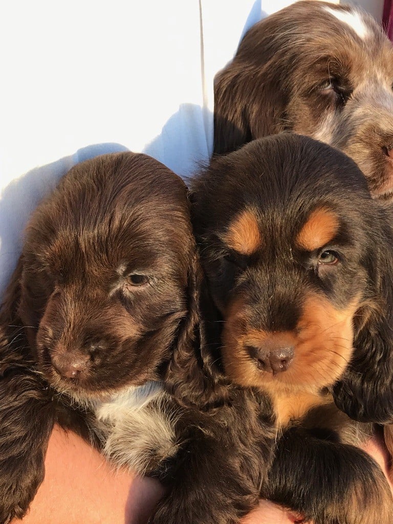 de l'Empereur Sirius - Cocker Spaniel Anglais - Portée née le 02/01/2019