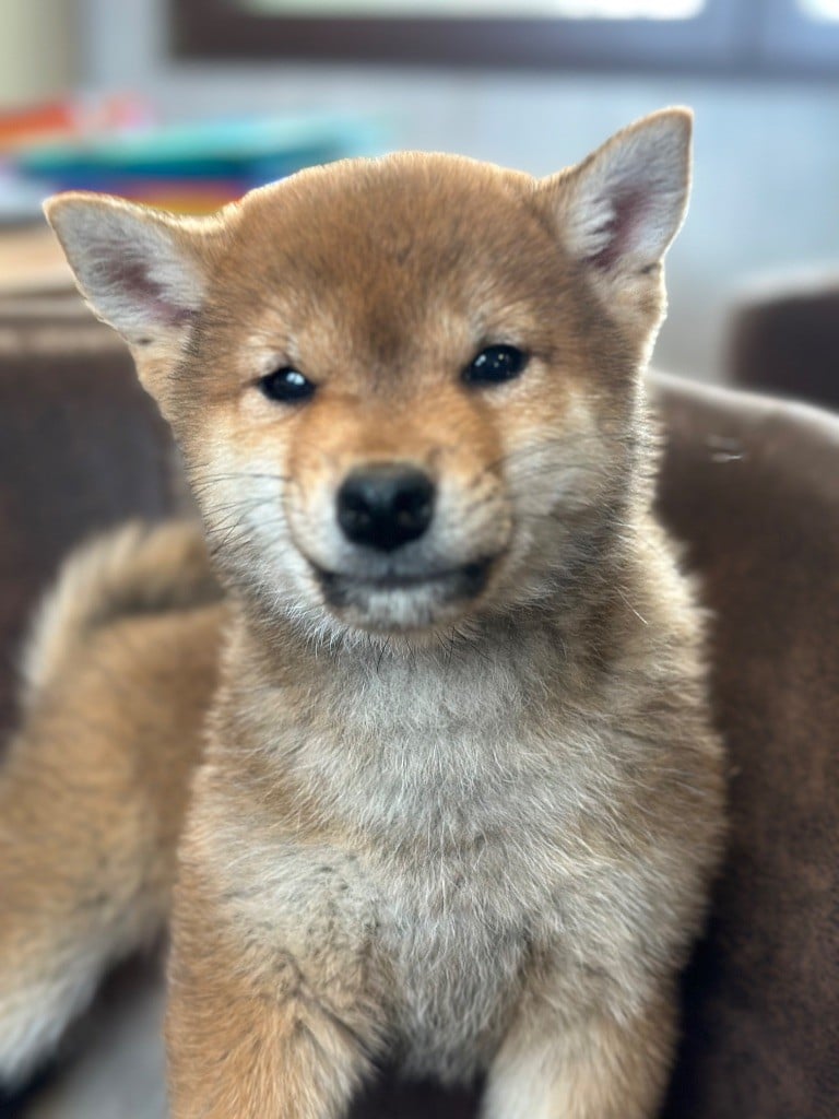 de l'Empereur Sirius - Chiots disponibles - Shiba