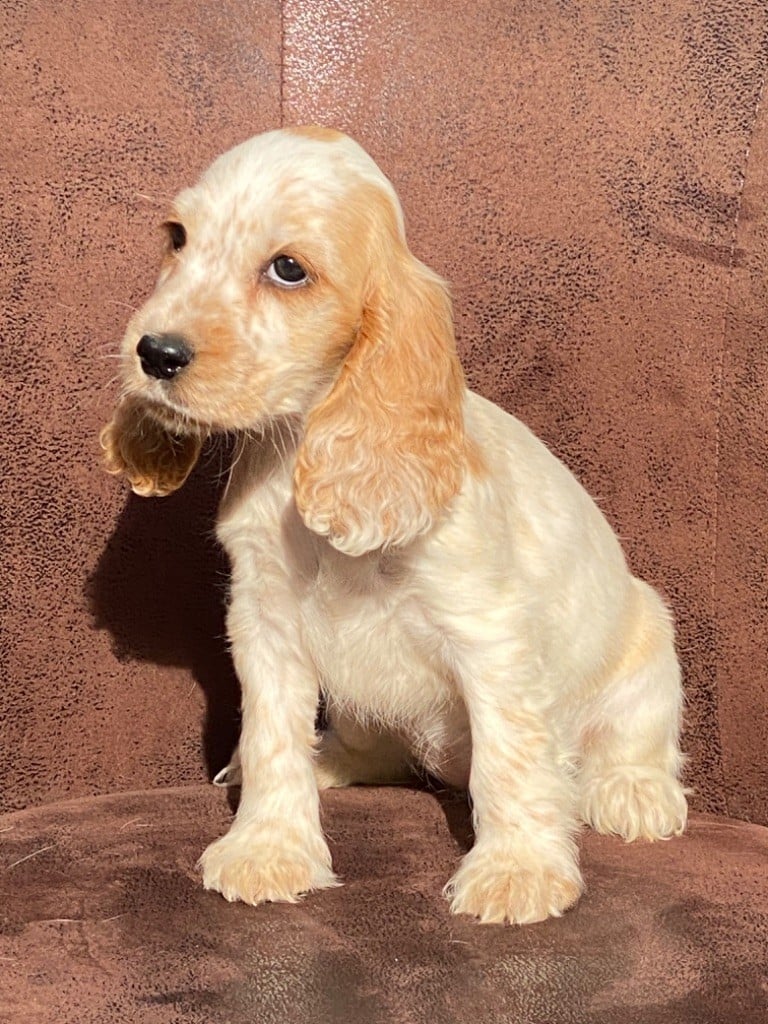 Chiot Cocker Spaniel Anglais de l'Empereur Sirius