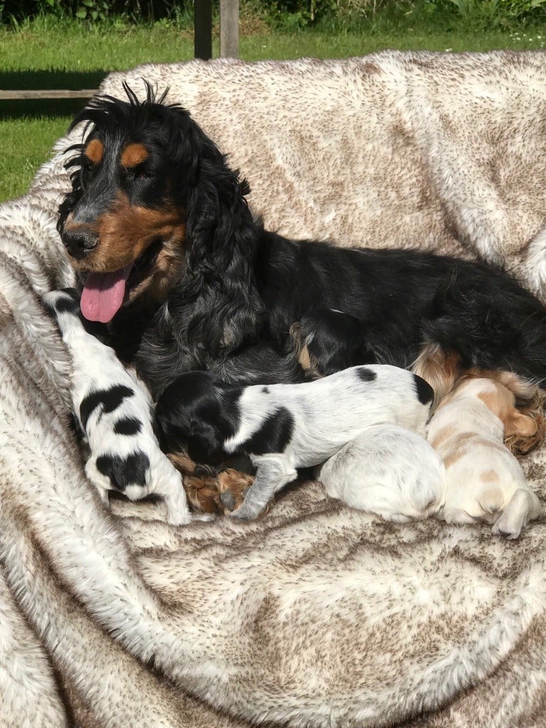 de l'Empereur Sirius - Cocker Spaniel Anglais - Portée née le 29/04/2019