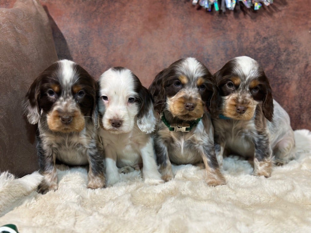 Chiot Cocker Spaniel Anglais de l'Empereur Sirius