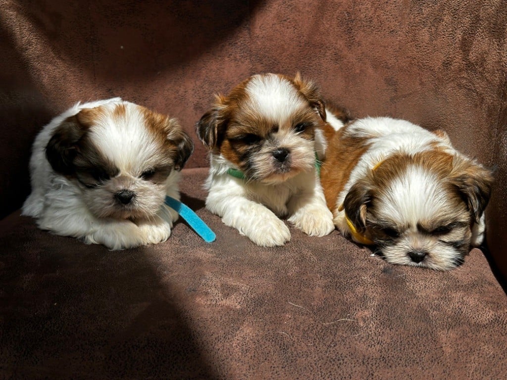 Chiot Shih Tzu de l'Empereur Sirius