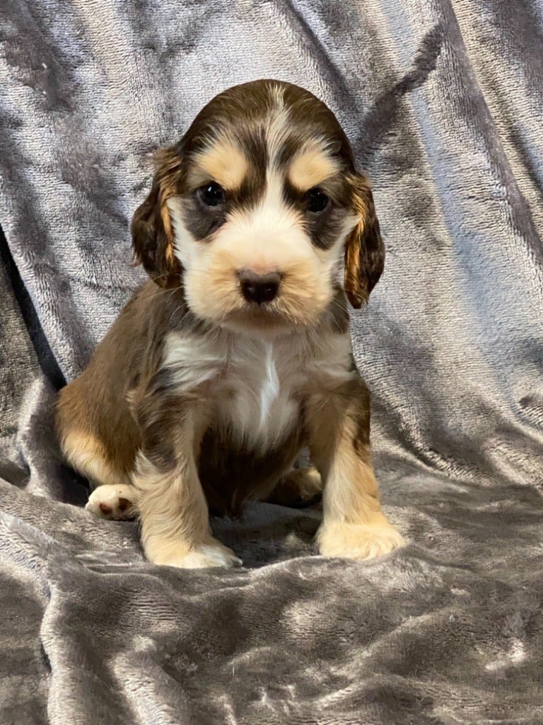 de l'Empereur Sirius - Cocker Spaniel Anglais - Portée née le 20/09/2021