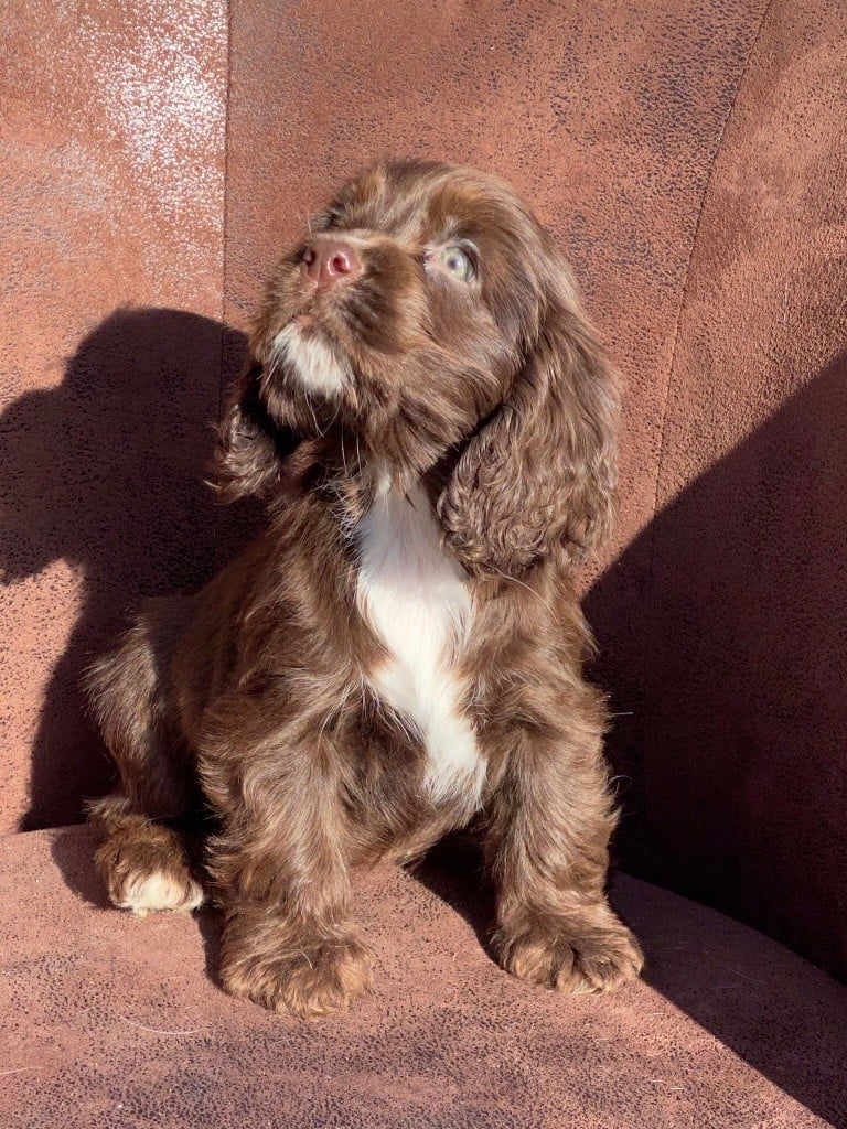 Chiot Cocker Spaniel Anglais de l'Empereur Sirius