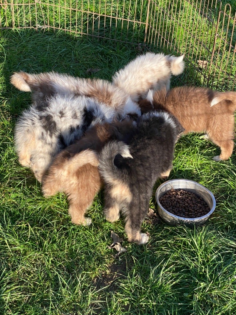 Chiot Berger Australien de l'Empereur Sirius