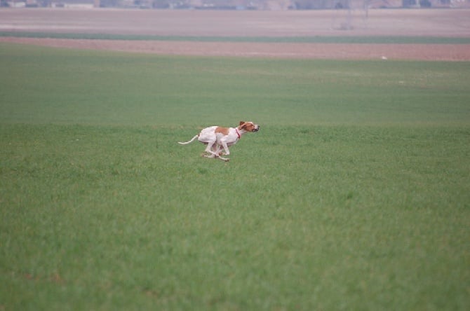 FIELD TRIAL DE PRINTEMPS 2015