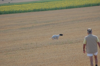 de la perdrisette - TAN POINTERS 2013 EN CHARENTE MARITIME