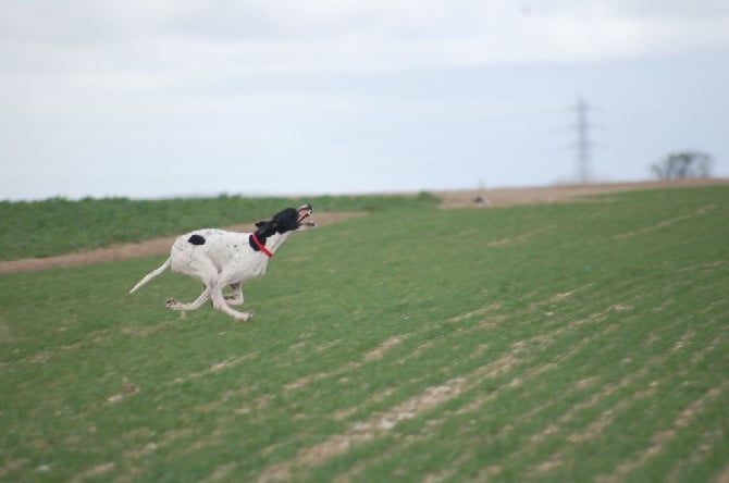 FIELD TRIAL DE PRINTEMPS 2015